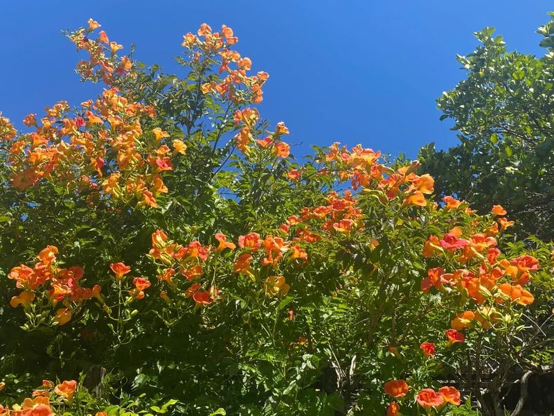 Orange Trumpet Vine (Campsis radicans)