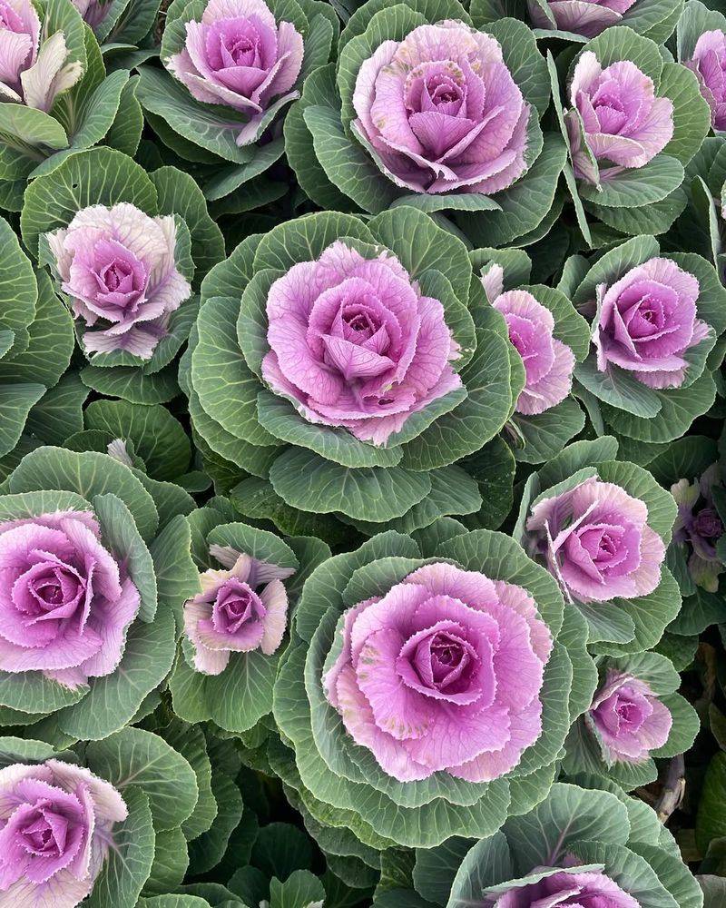 Ornamental Kale