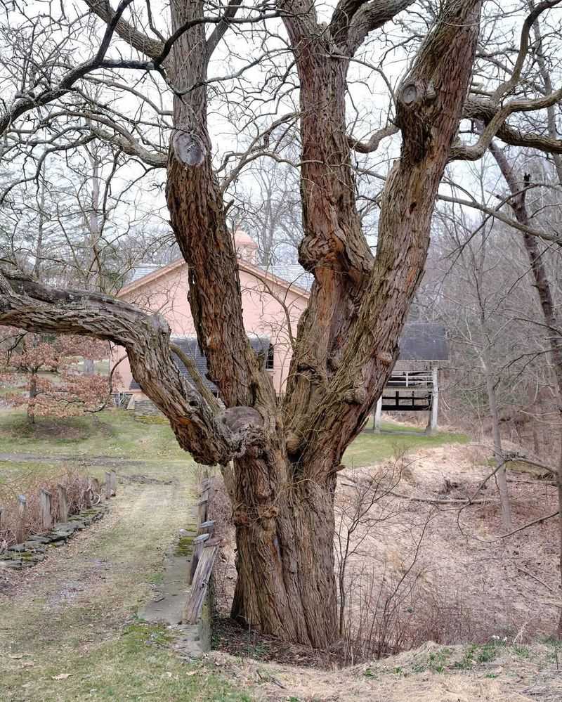 Osage Orange Tree