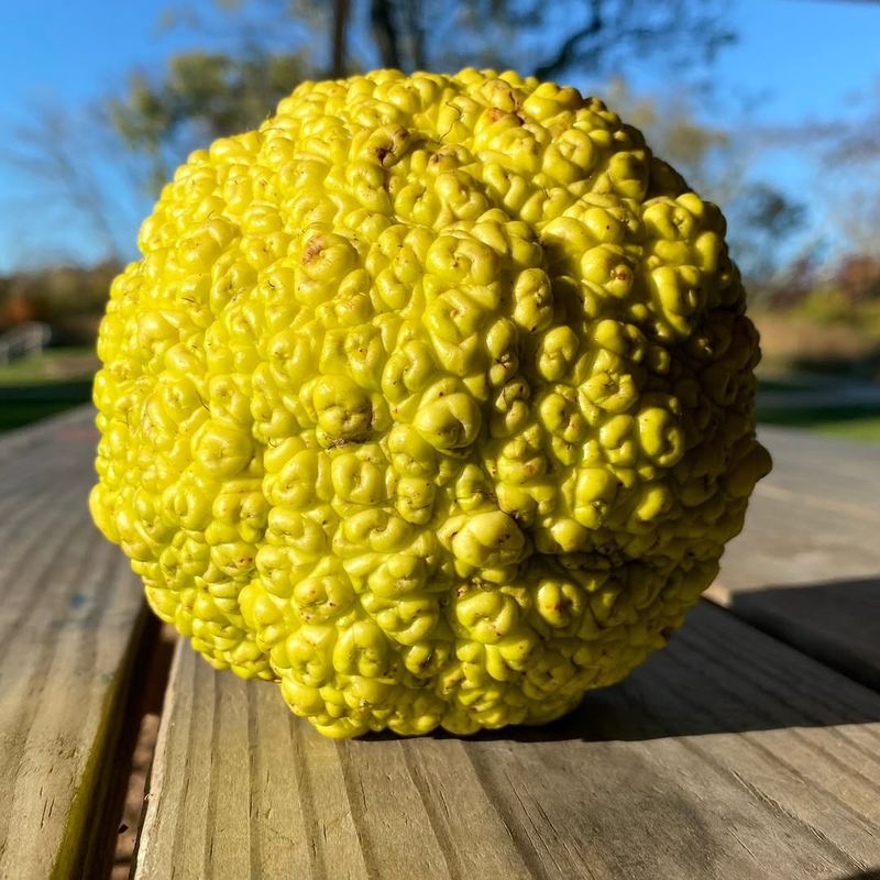 Osage Orange