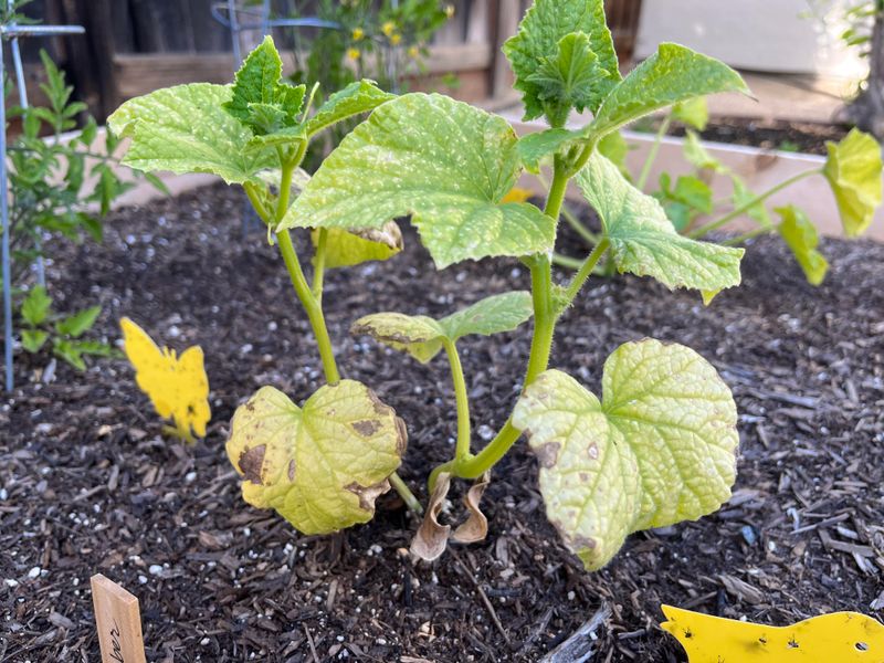 Overwatering Plants