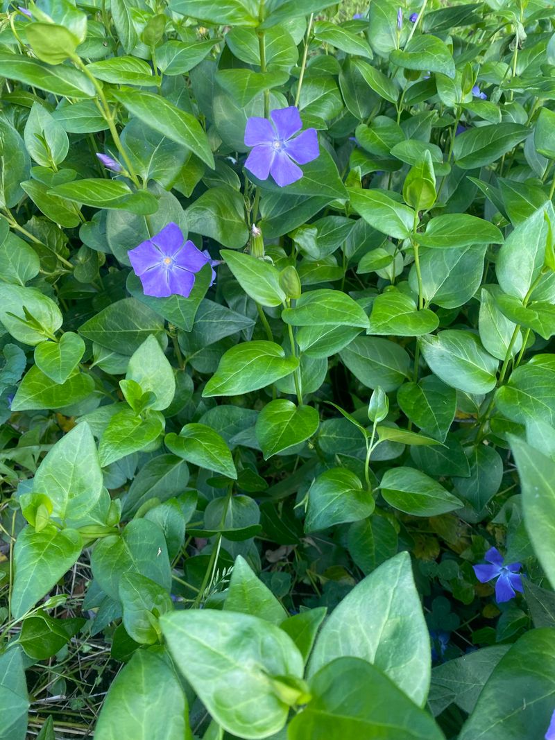 Vinca Minor