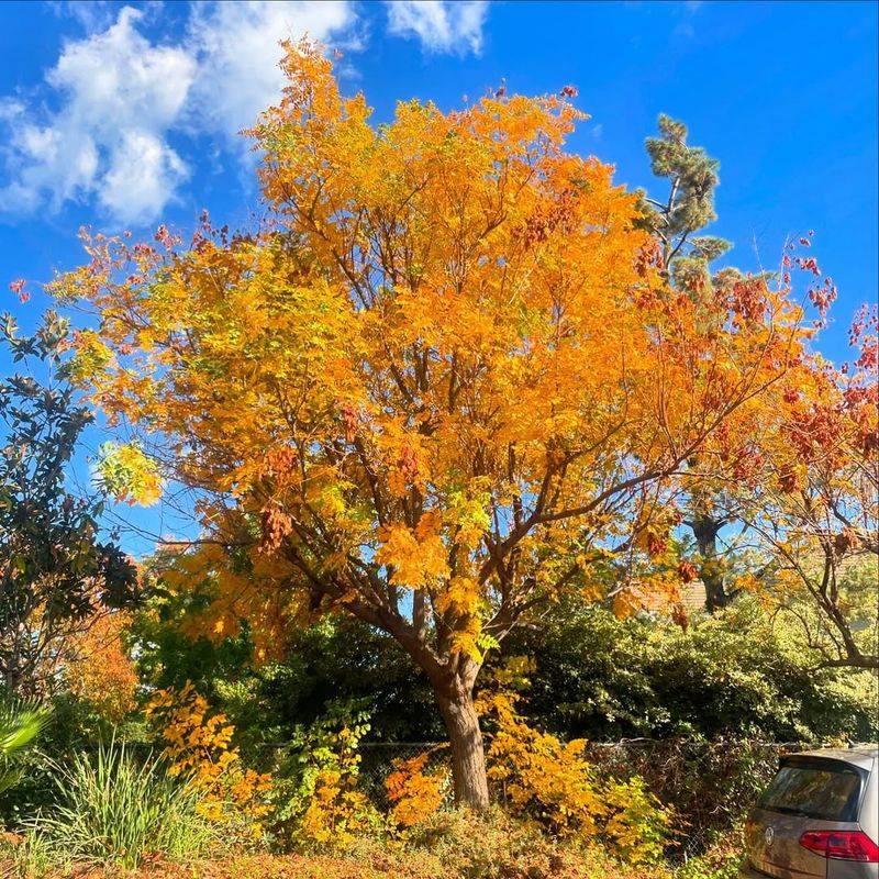 Golden Rain Tree