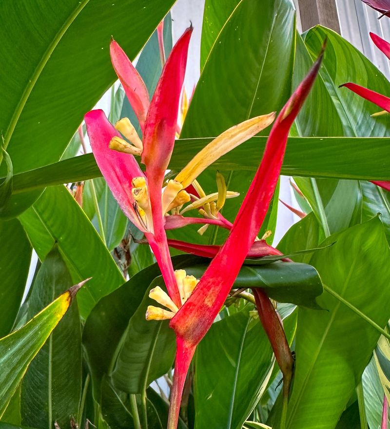 Parrot Flower