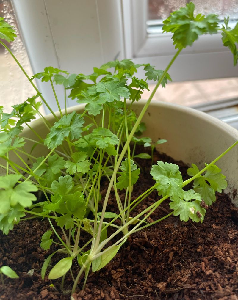 Parsley