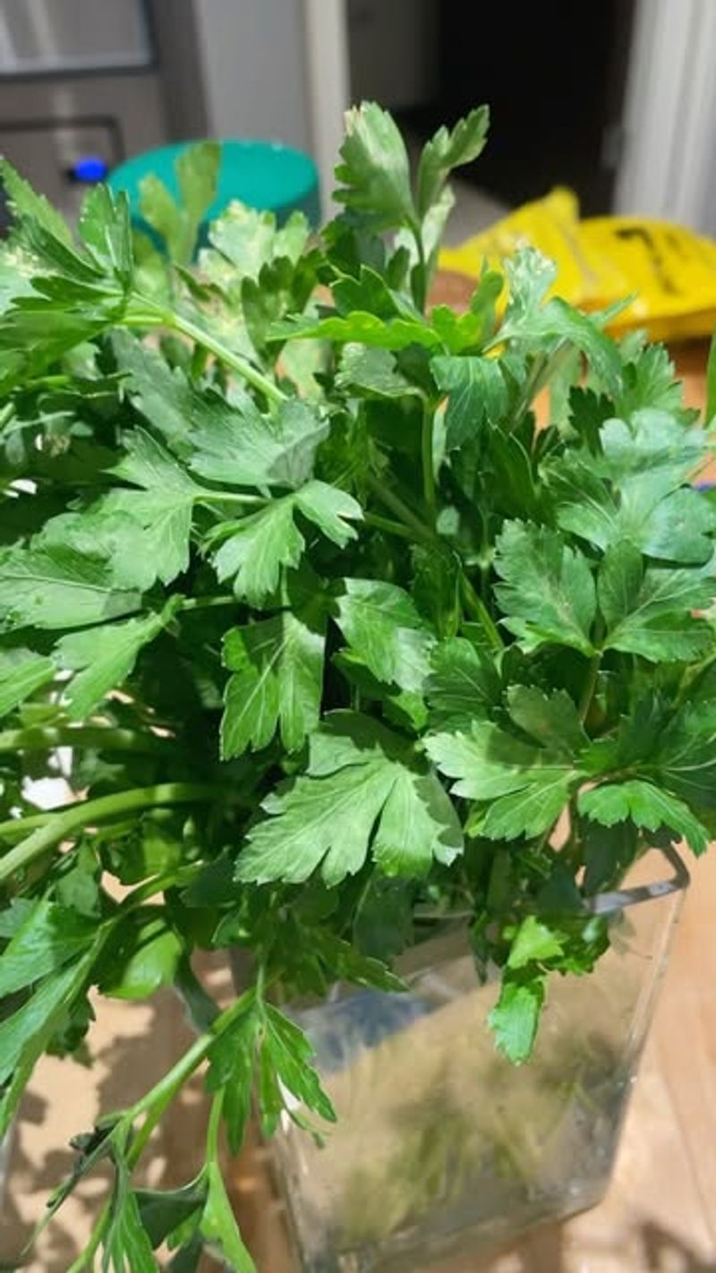 Parsley