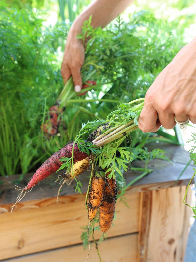 Parsnips