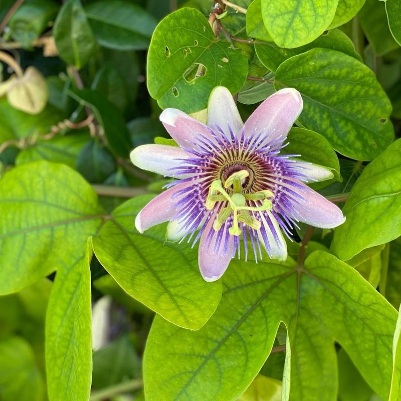 Passion Flower