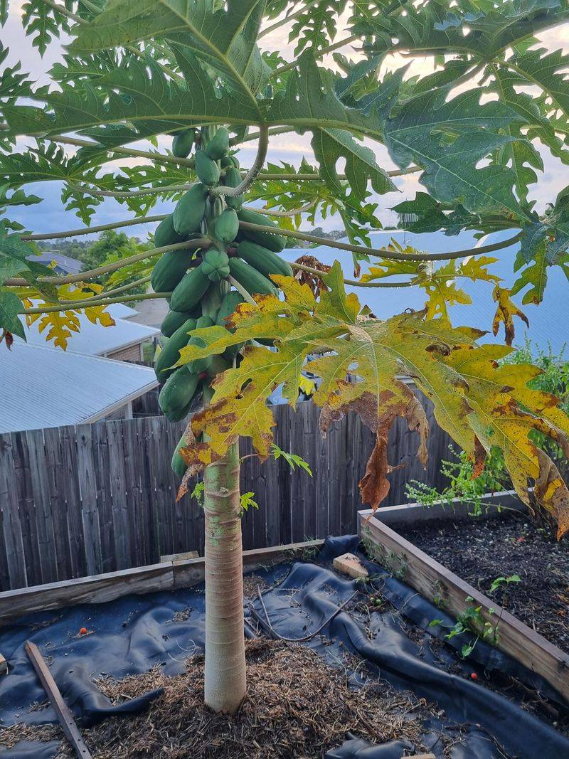 Pawpaw Tree