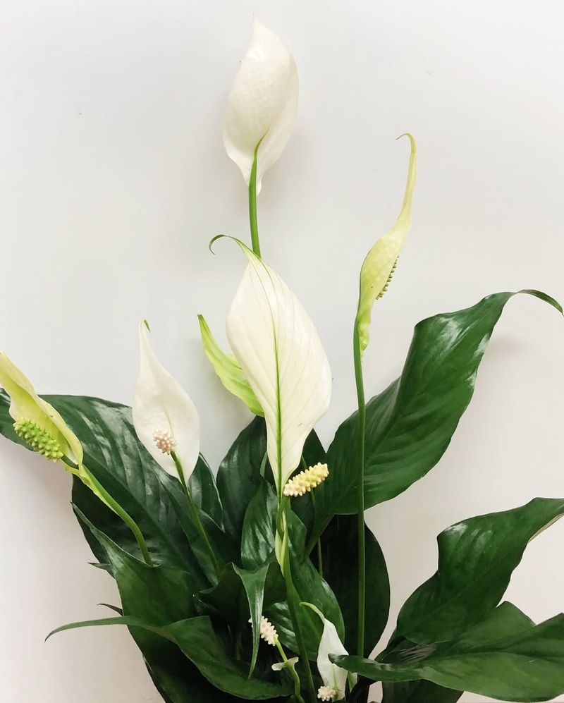 Peace Lily