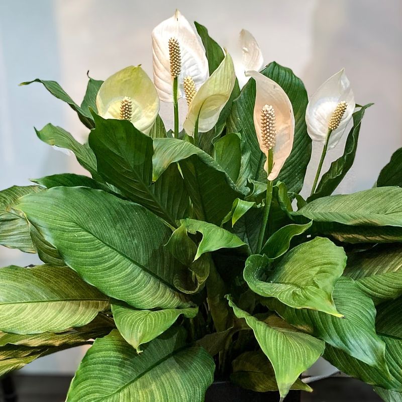 Peace Lily