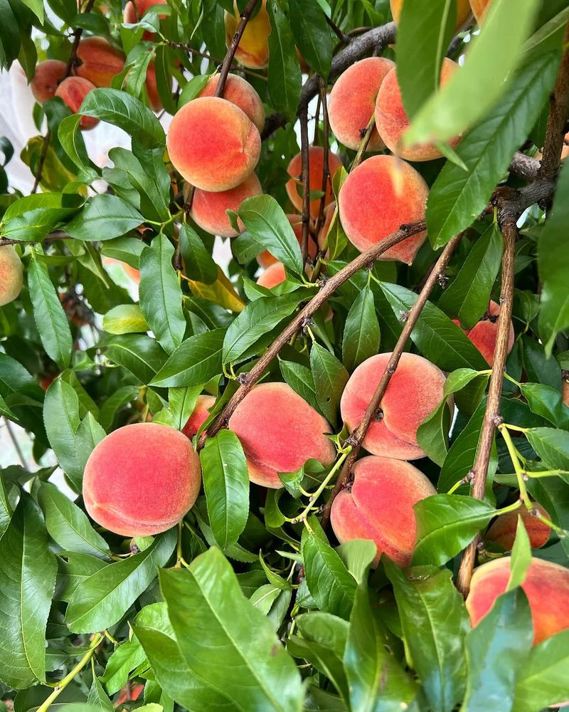 Peach Tree