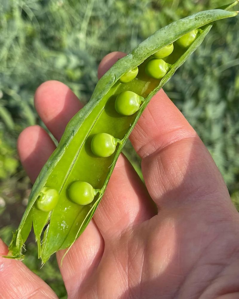 Peas