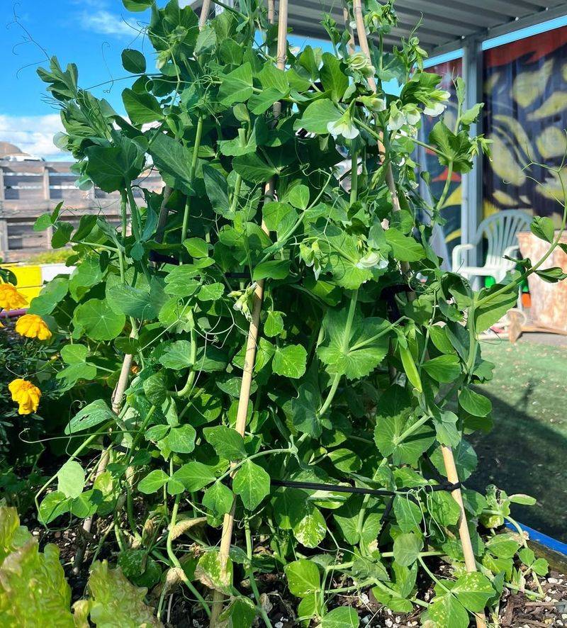 Peas and Mint