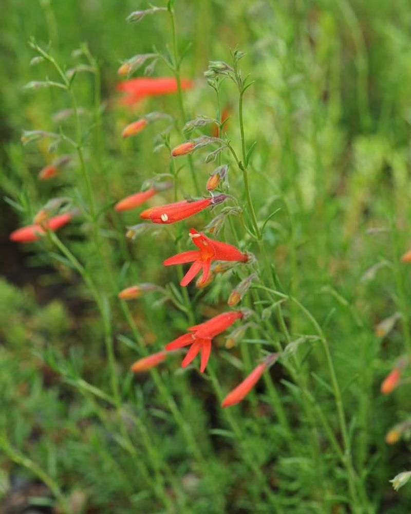 Penstemon