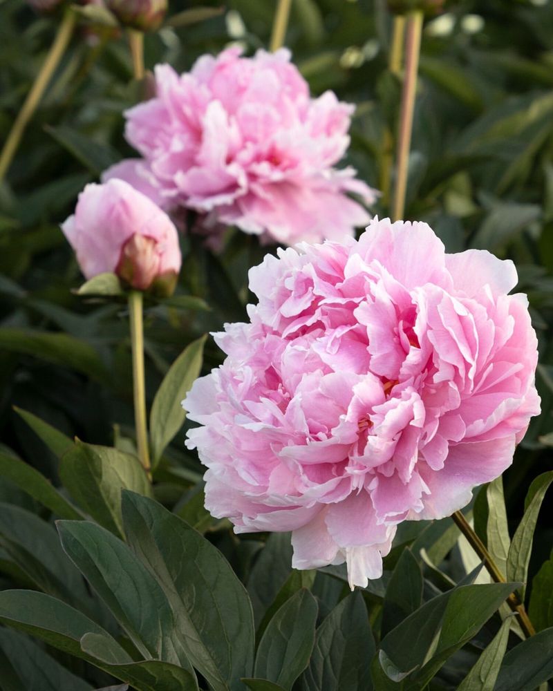 Peony