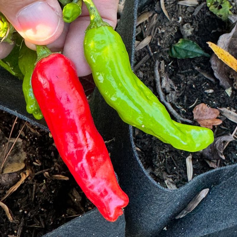 Peppers