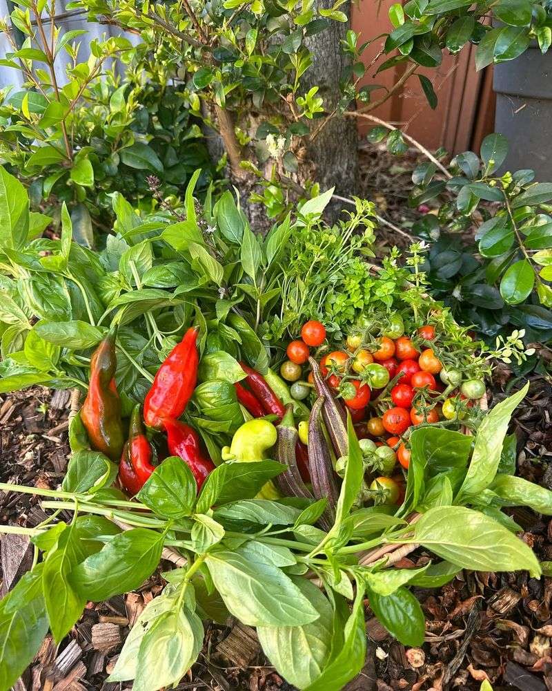 Peppers and Oregano