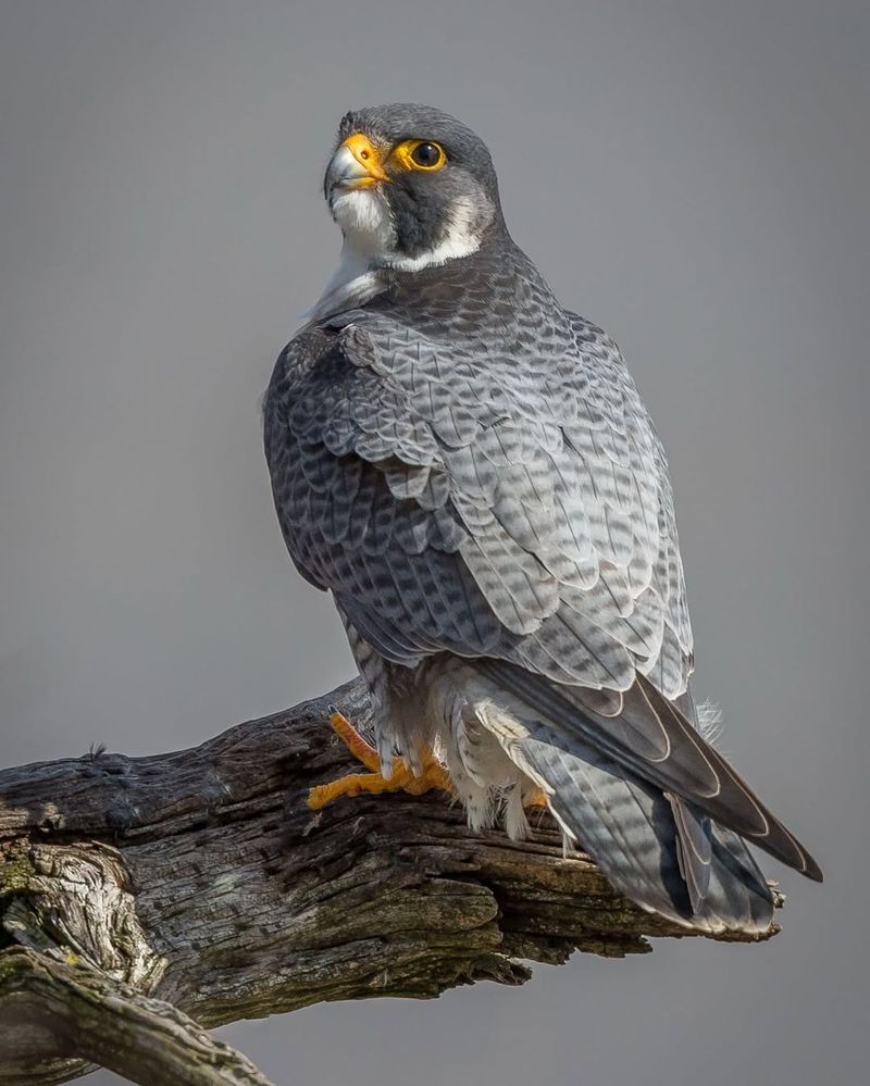 Peregrine Falcon