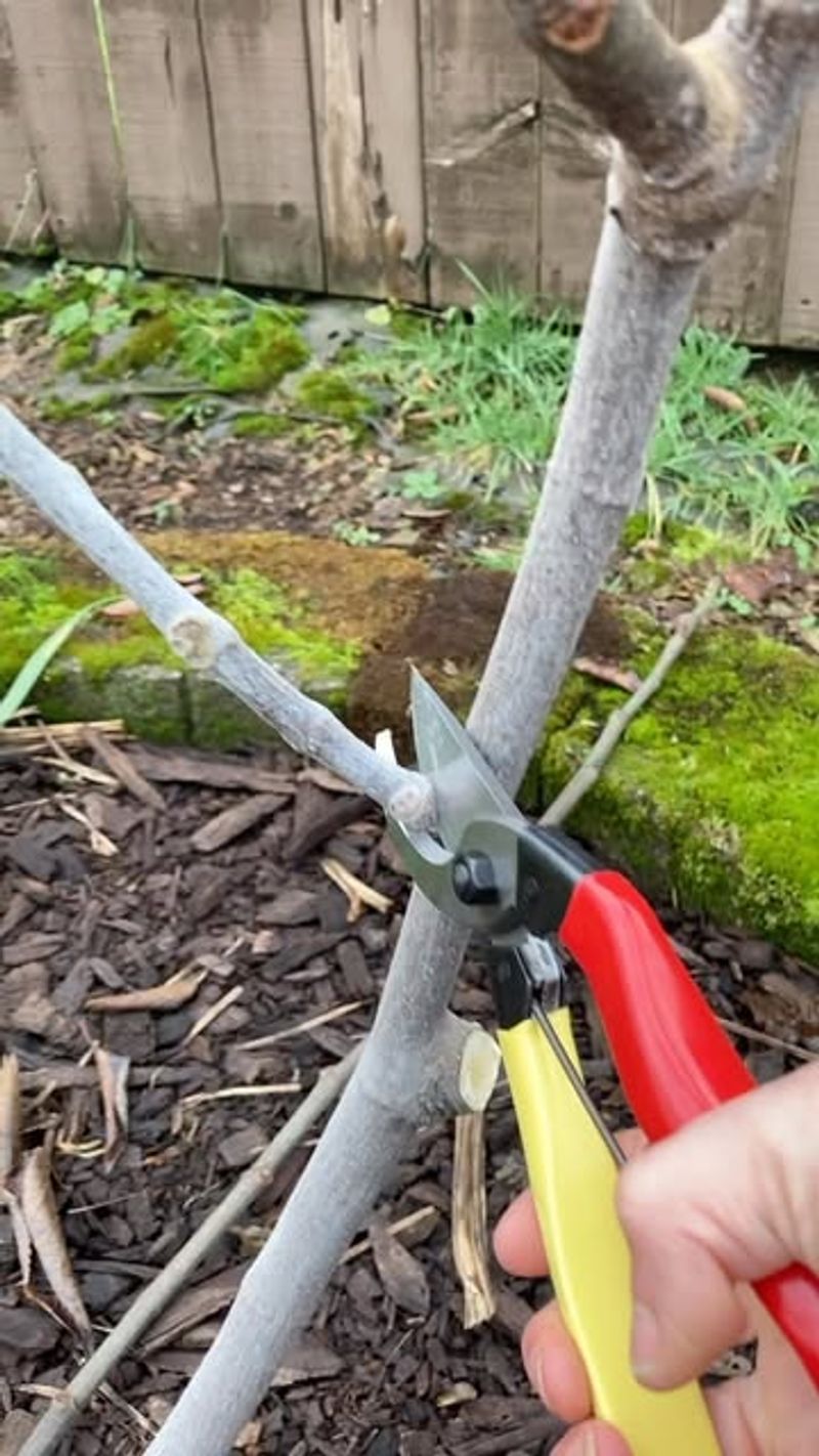 Perfect Pruning