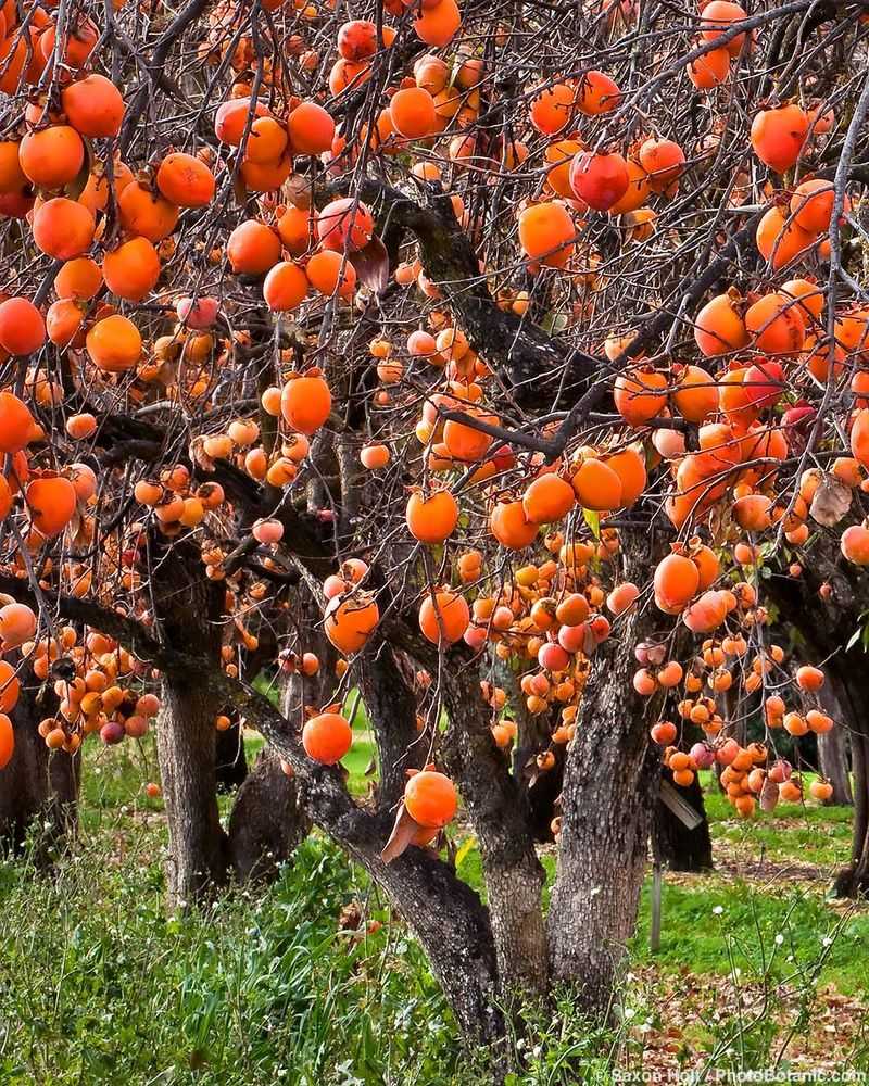 Persimmon Tree