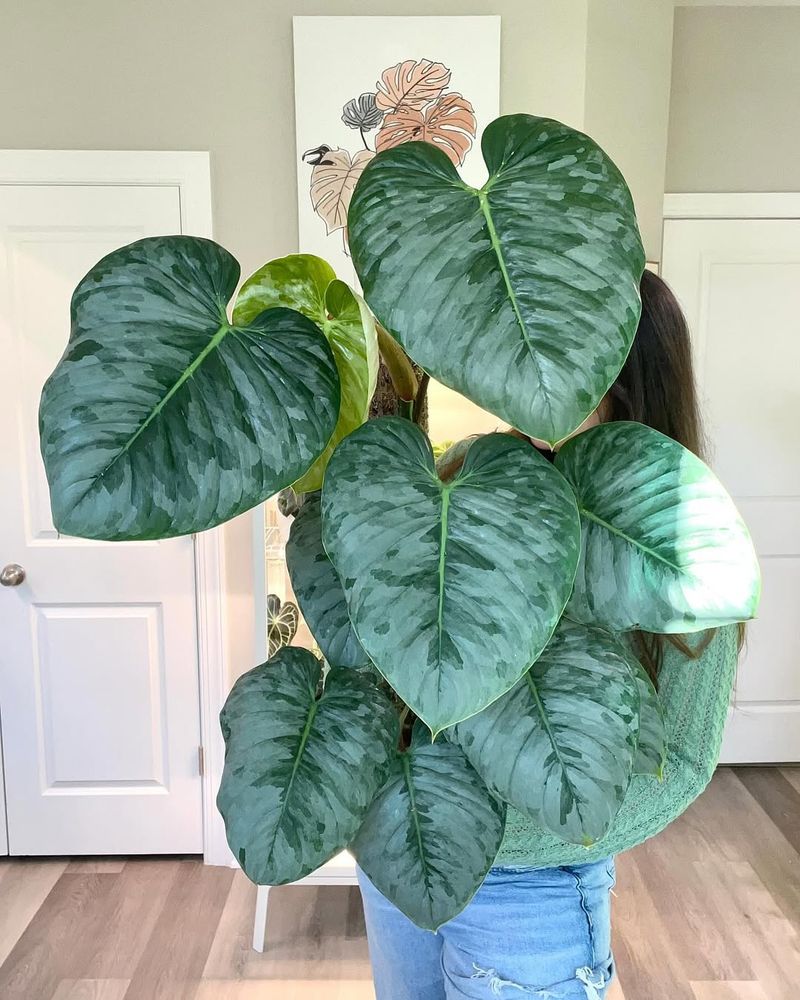 Philodendron