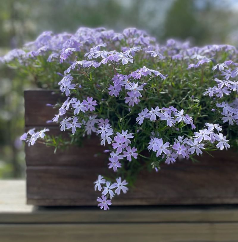 Phlox Subulata