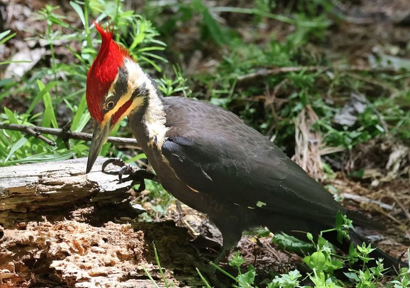 Pileated Woodpecker