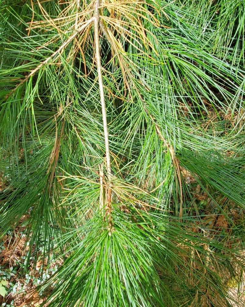 Pine