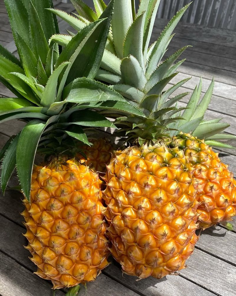 Pineapple