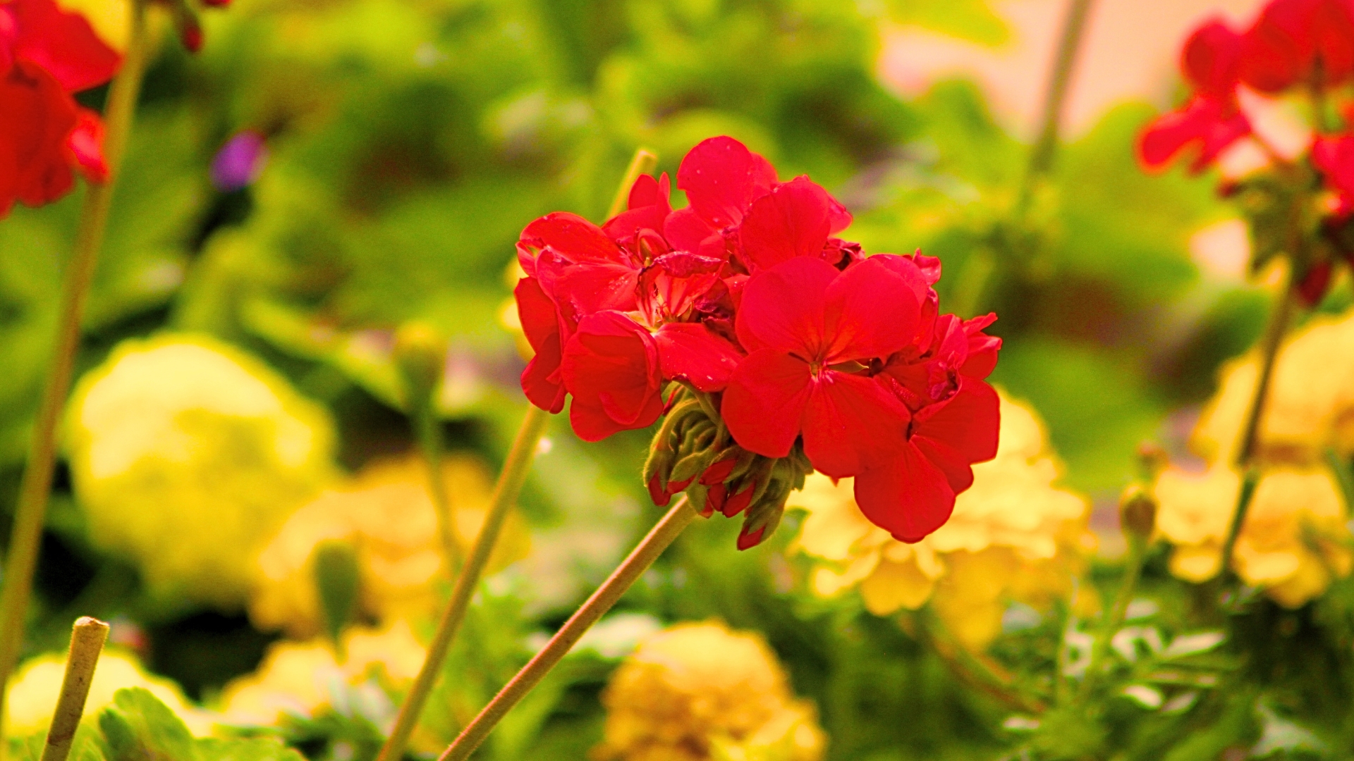 Beautiful geranium flowers growing in a field of marigolds.