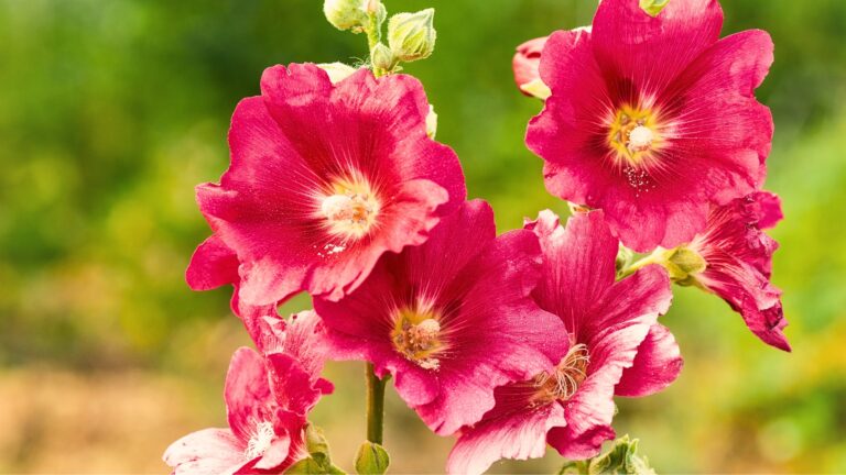 The hollyhock growing in a garden. Red pink Flower of a hollyhock close up on green blurring background.