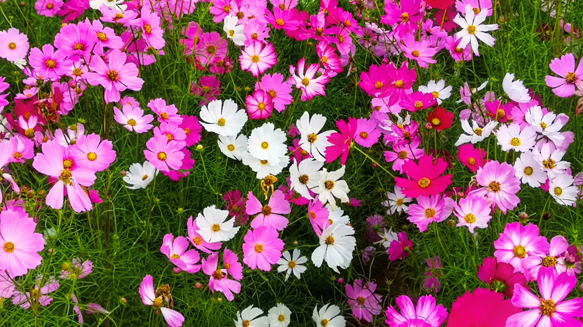 Pink, white and red cosmos flower are bloom, crop planting in the garden set to background.