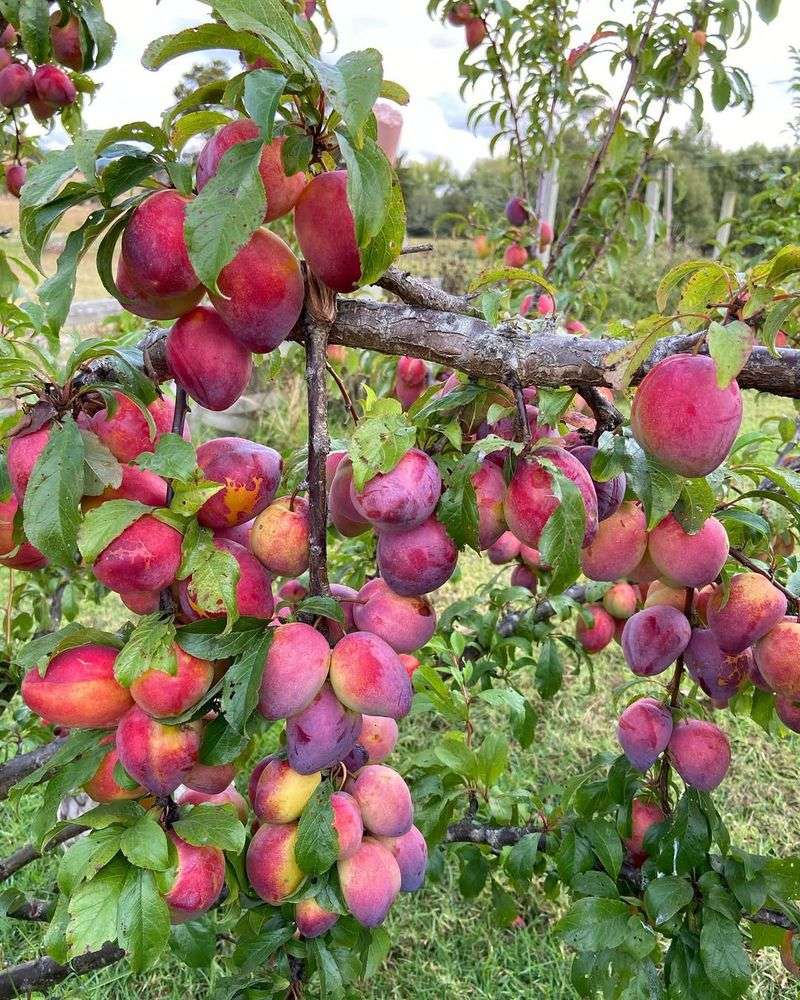 Plum Tree