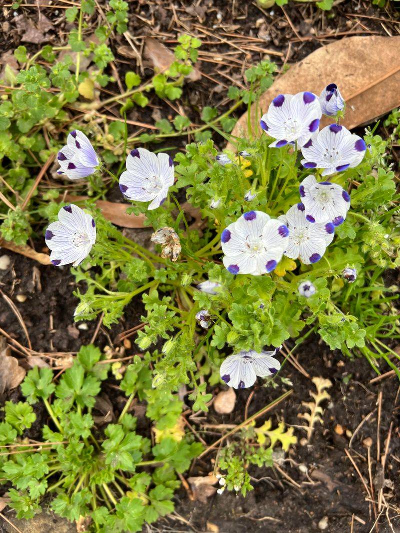 Nemophila