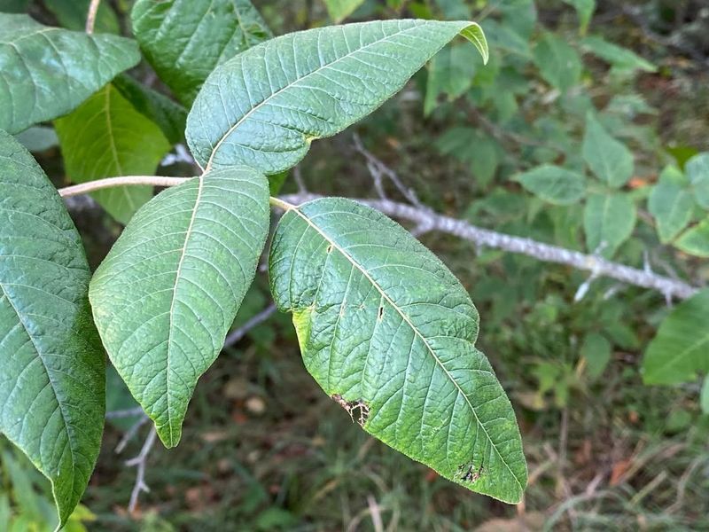 Poison Ivy