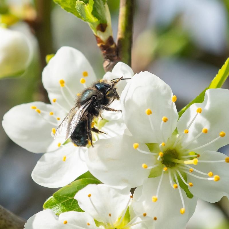 Pollination Party