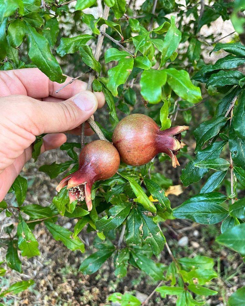 Pomegranate Tree