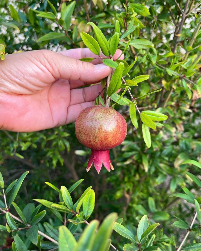 Pomegranate Tree