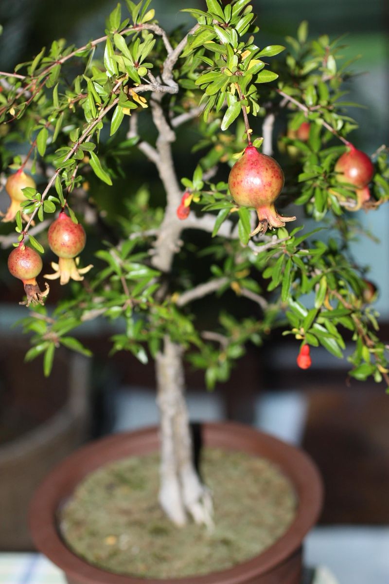 Pomegranates