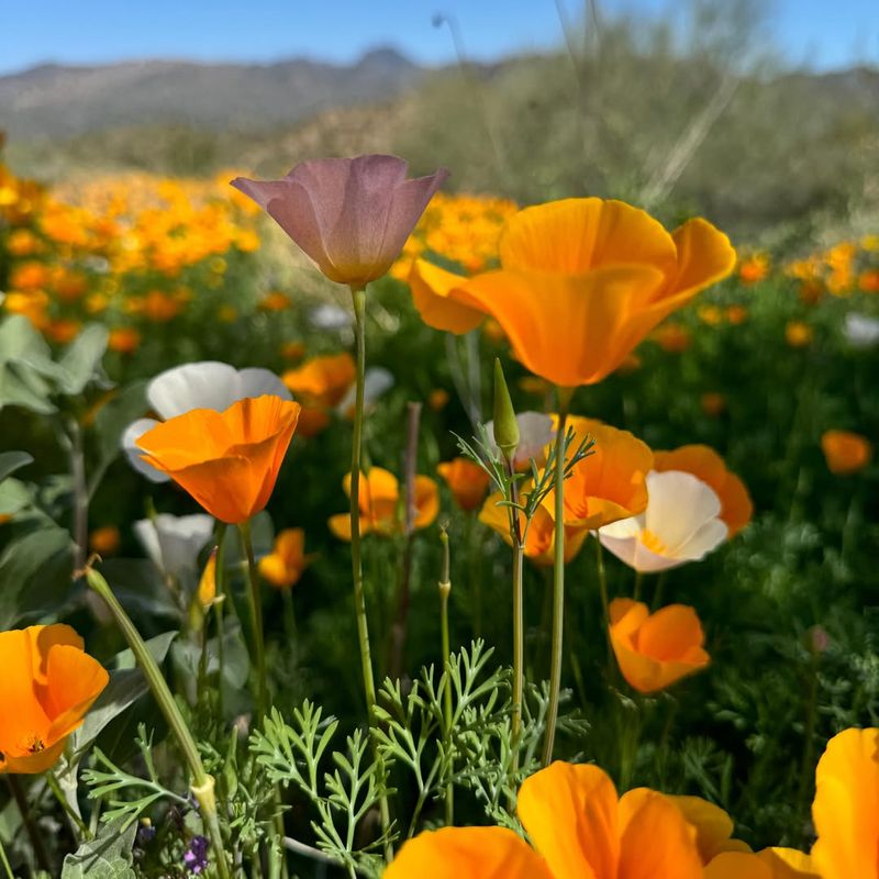 Poppies