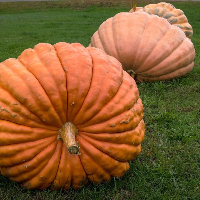 Pumpkins