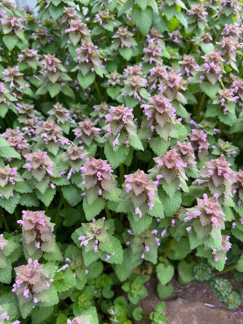 Purple Dead Nettle