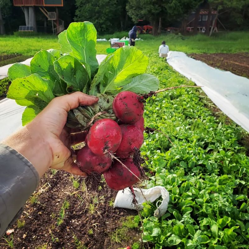 Radical Radishes