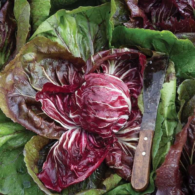 Radicchio