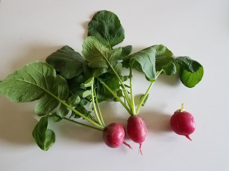 Radish