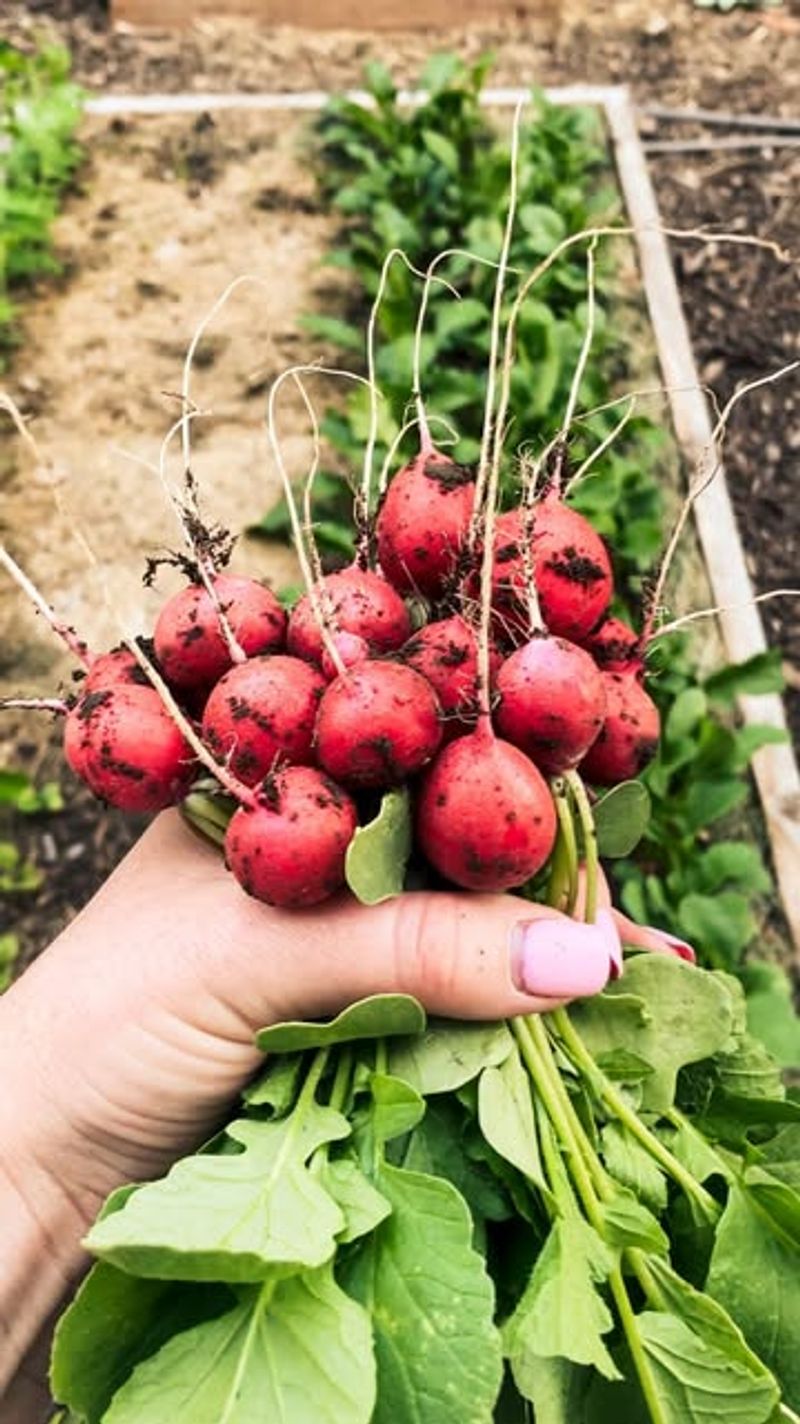 Radishes