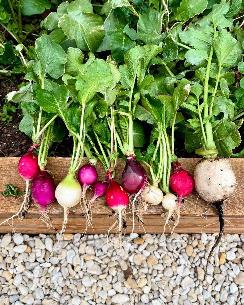 Radishes