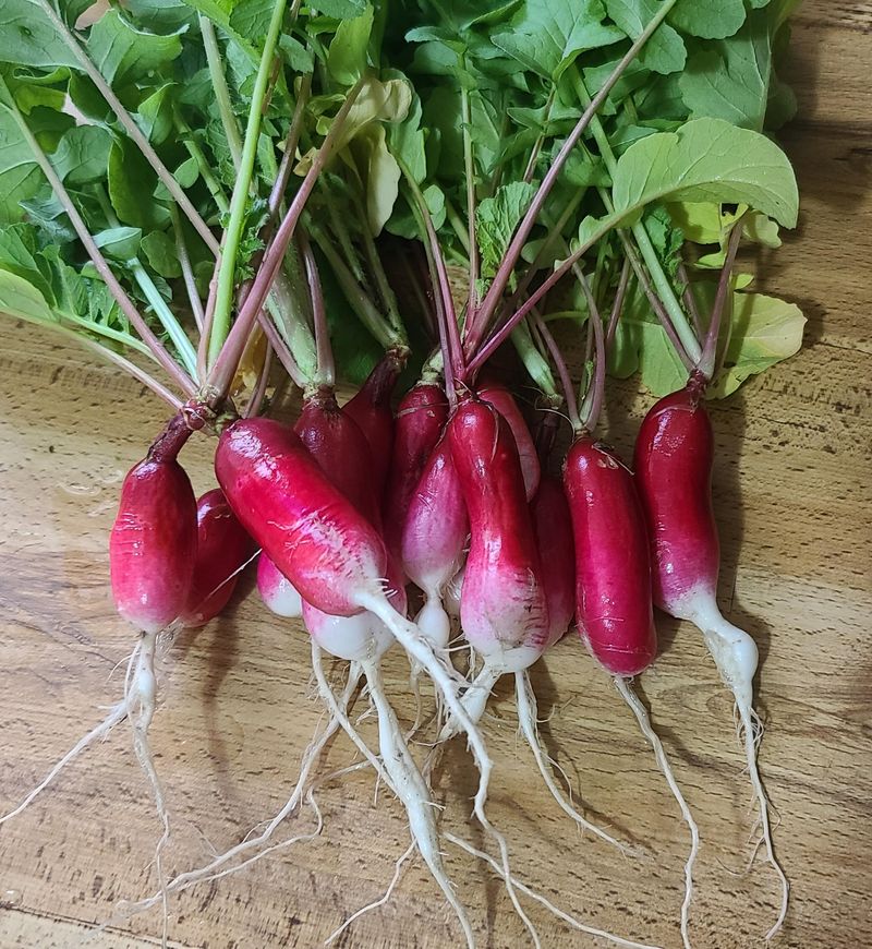 Radishes