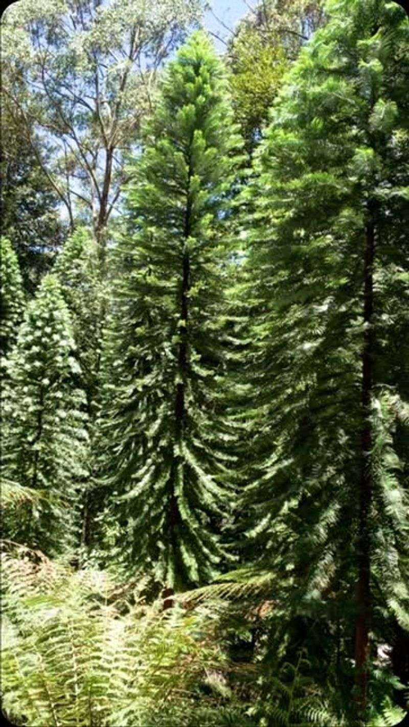 Wollemi Pine